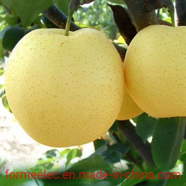 Chinese Fruit Huang Guan Pear Crown Pear