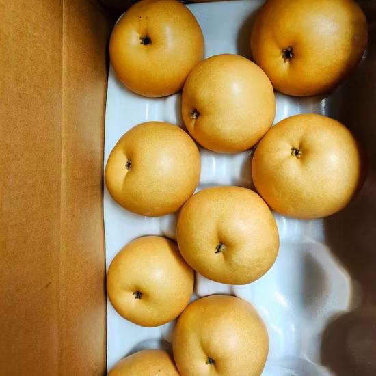 Nova safra de frutas frescas Ya Pear para exportação