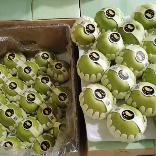 Maçãs orgânicas de alta qualidade fabricadas na Itália 