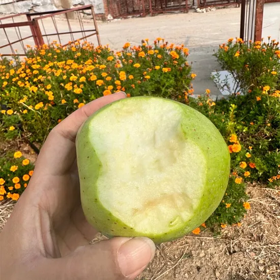 Maçã FUJI nova safra chinesa Fruta natural Maçã fresca