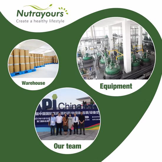 Chinês Herbal Dang Gui Angelicae Sinensis Radix Raw Ervas em Angélica Chinesa